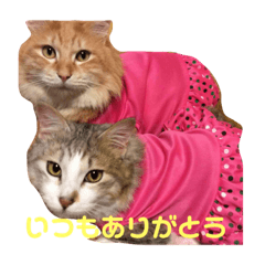 [LINEスタンプ] シロチャンマン♡
