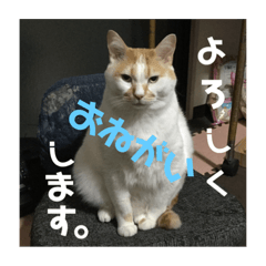 [LINEスタンプ] 金銀フレンズ