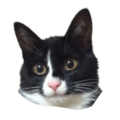[LINEスタンプ] ネコのひめちゃんスタンプ