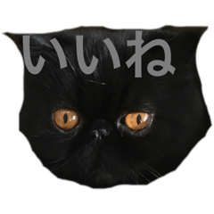 [LINEスタンプ] 藤野家キッズ2