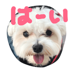 [LINEスタンプ] マルチーズのマシュでーす！