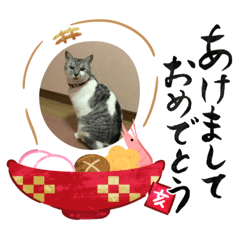[LINEスタンプ] ネコとの日常会話