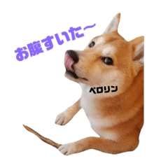 [LINEスタンプ] 柴犬サーくんその3