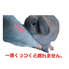 [LINEスタンプ] うさぎのもんちゃん＆チョッチョ 2羽の会話