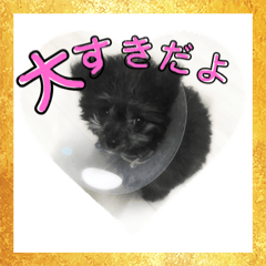 [LINEスタンプ] ポポちゃん大好きだよ☺︎ 