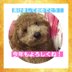 [LINEスタンプ] トイプー   アポロⅣ