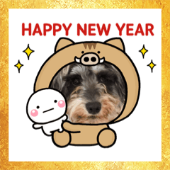 [LINEスタンプ] ミニチュアシュナウザー ルアナ の新年②