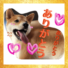 [LINEスタンプ] 芝犬ゴンちゃん♂ 
