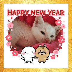 [LINEスタンプ] 我が家のニャンコ喜怒哀楽スタンプです♪