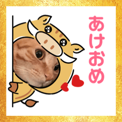 [LINEスタンプ] ニャンコたちの新年挨拶3