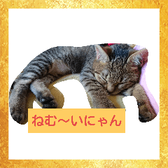 [LINEスタンプ] ねこねこにゃにゃーん