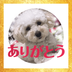 [LINEスタンプ] コロちゃんのつぶやき2