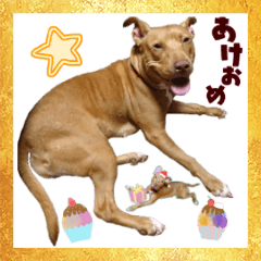 [LINEスタンプ] 犬のベス★年末年始に使える写真スタンプ