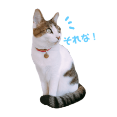 [LINEスタンプ] てんねこ日和☺︎ 