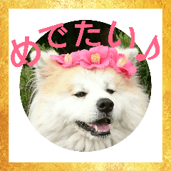 [LINEスタンプ] 秋田犬もこの年末年始のご挨拶