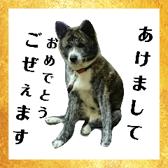 [LINEスタンプ] 秋田犬きなこさん ふゆ