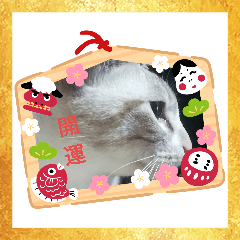 [LINEスタンプ] 大福大ちゃん 
