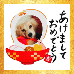 [LINEスタンプ] 今年最初のミニチュアダックスちゃんたち