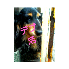 [LINEスタンプ] 犬(家族) 