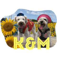 [LINEスタンプ] 毎日シュナウザーK＆M 