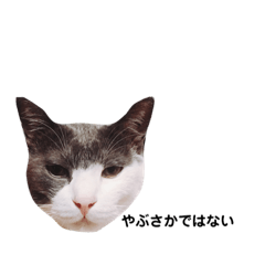 [LINEスタンプ] めるわたどく2