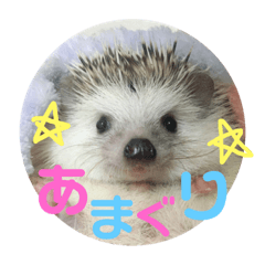 [LINEスタンプ] ハリネズミのあまぐり♂ 