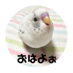[LINEスタンプ] インコのフクちゃん