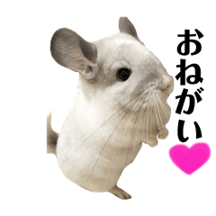 [LINEスタンプ] チンチラのおもちだよ 