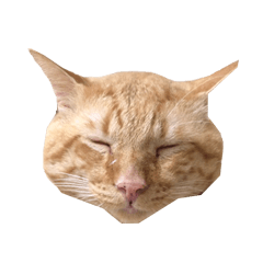 [LINEスタンプ] 我が家のペット大集合！ 