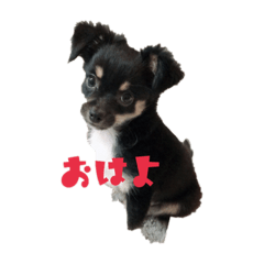[LINEスタンプ] チワワんこ 小次郎＆ゆきん 