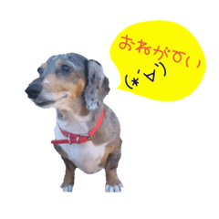 [LINEスタンプ] きゅうちゃんさくら 
