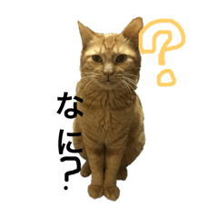[LINEスタンプ] にゃんともる 