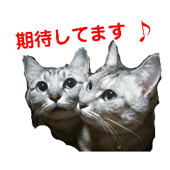 [LINEスタンプ] 猫とか？