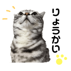 [LINEスタンプ] うちのとむ