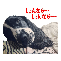 [LINEスタンプ] 聖砂未だよ全員集合vol.2(博多弁ver.)