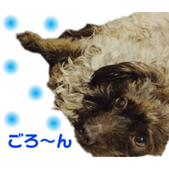 [LINEスタンプ] ヨーキープーのCOCO