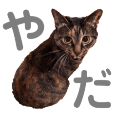 [LINEスタンプ] むーにゃんず