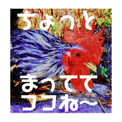 [LINEスタンプ] りいのすけスタンプ鳥、矮鶏、トンビ、鶉