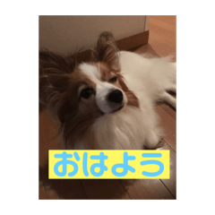 [LINEスタンプ] ベリー6歳 fetchpriority=high