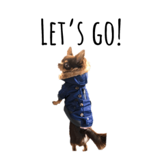 [LINEスタンプ] Alex Chihuahua fetchpriority=high