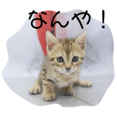[LINEスタンプ] ベンガル猫つくねのスタンプ 
