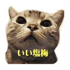 [LINEスタンプ] みねまるスタンプ（猫のみねことまるお） 