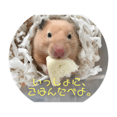 [LINEスタンプ] ハムスタ2018- 