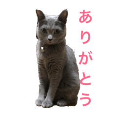 [LINEスタンプ] Tama′s life 
