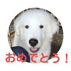 [LINEスタンプ] ピレニーズ小太郎と仲間たち 