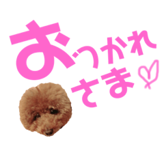 [LINEスタンプ] トイプーmintoのスタンプ3❤️ 