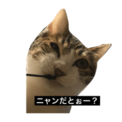 [LINEスタンプ] 副社長猫ハート fetchpriority=high
