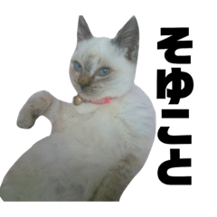 [LINEスタンプ] お家の可愛い猫達ver1.5