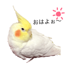 [LINEスタンプ] オカメインコチロルのスタンプ 