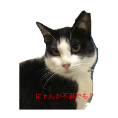 [LINEスタンプ] リアルハチワレ猫スタンプ 